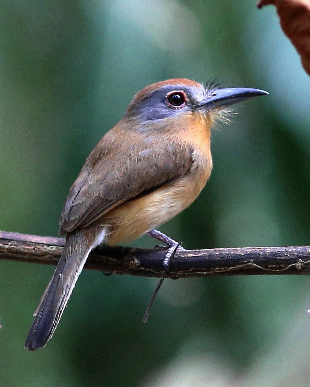 Gray-cheeked Nunlet Photo by Rohan van Twest