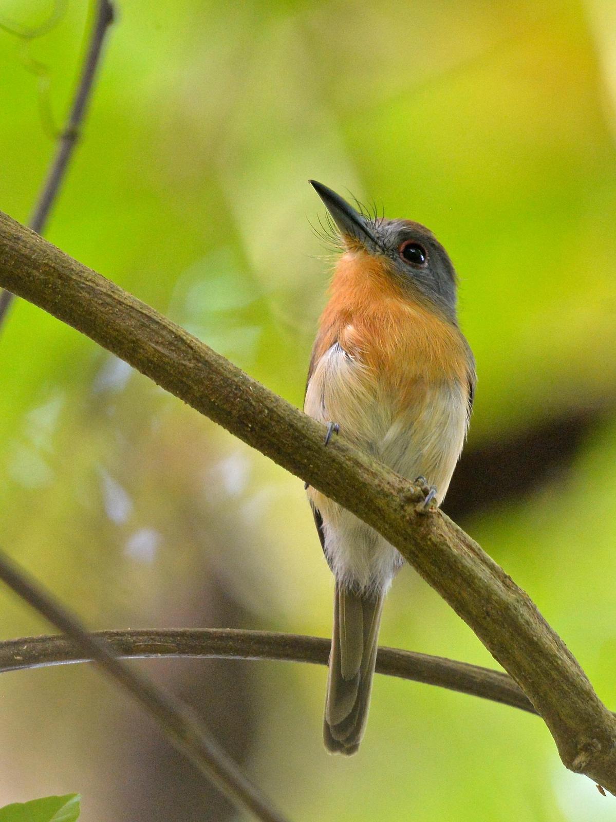Gray-cheeked Nunlet Photo by Gerald Friesen