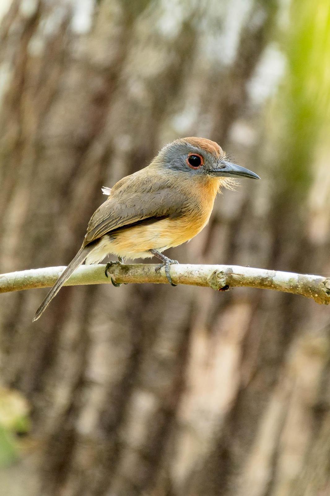 Gray-cheeked Nunlet Photo by Denis Rivard