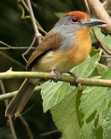 Rufous-capped Nunlet Photo by Marshall Iliff