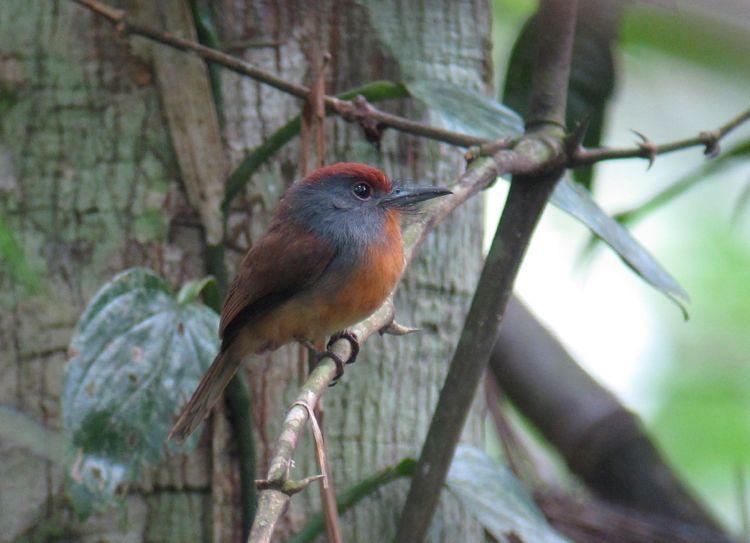 Rufous-capped Nunlet Photo by Andre  Moncrieff