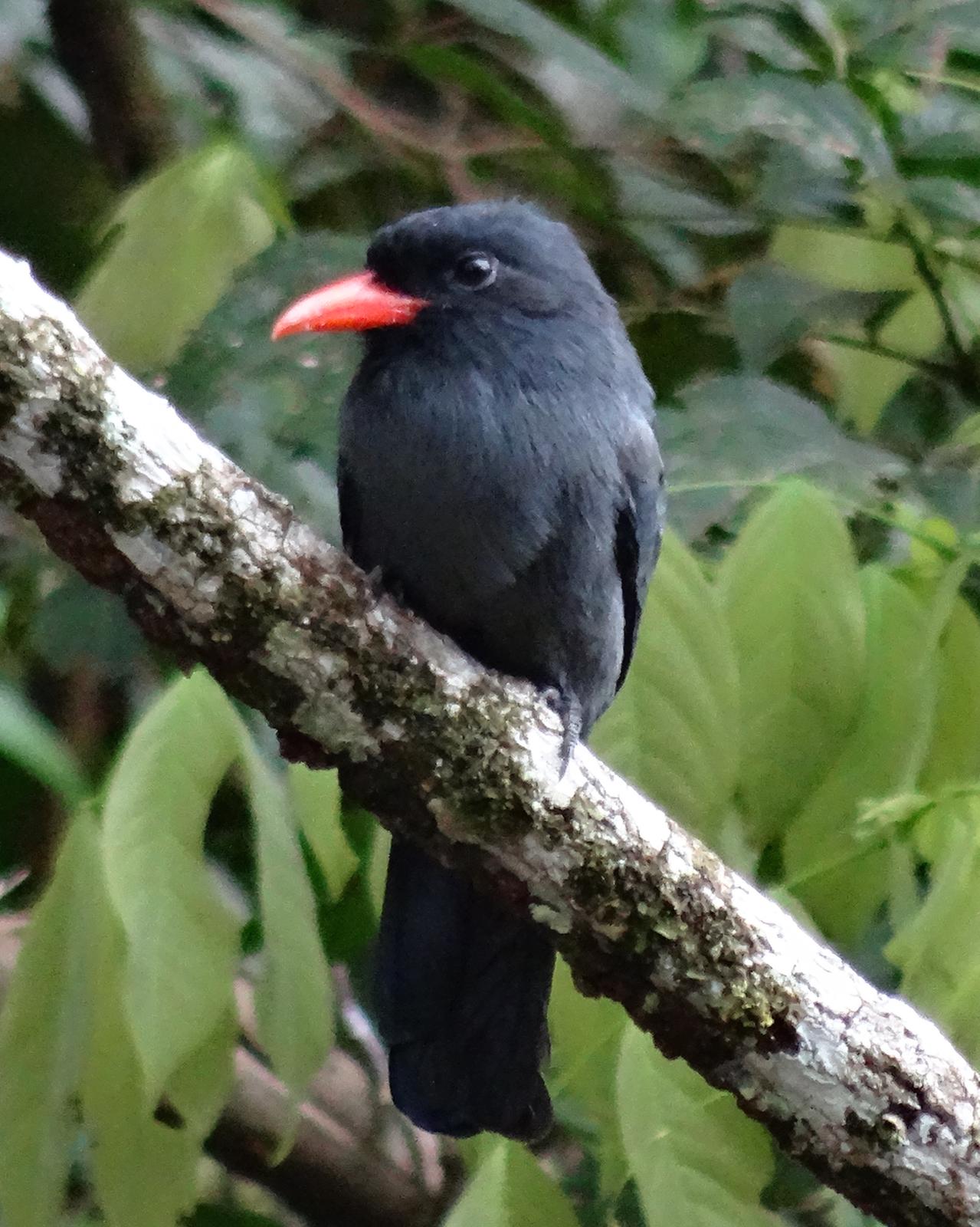 Black-fronted Nunbird Photo by Geraint Langford