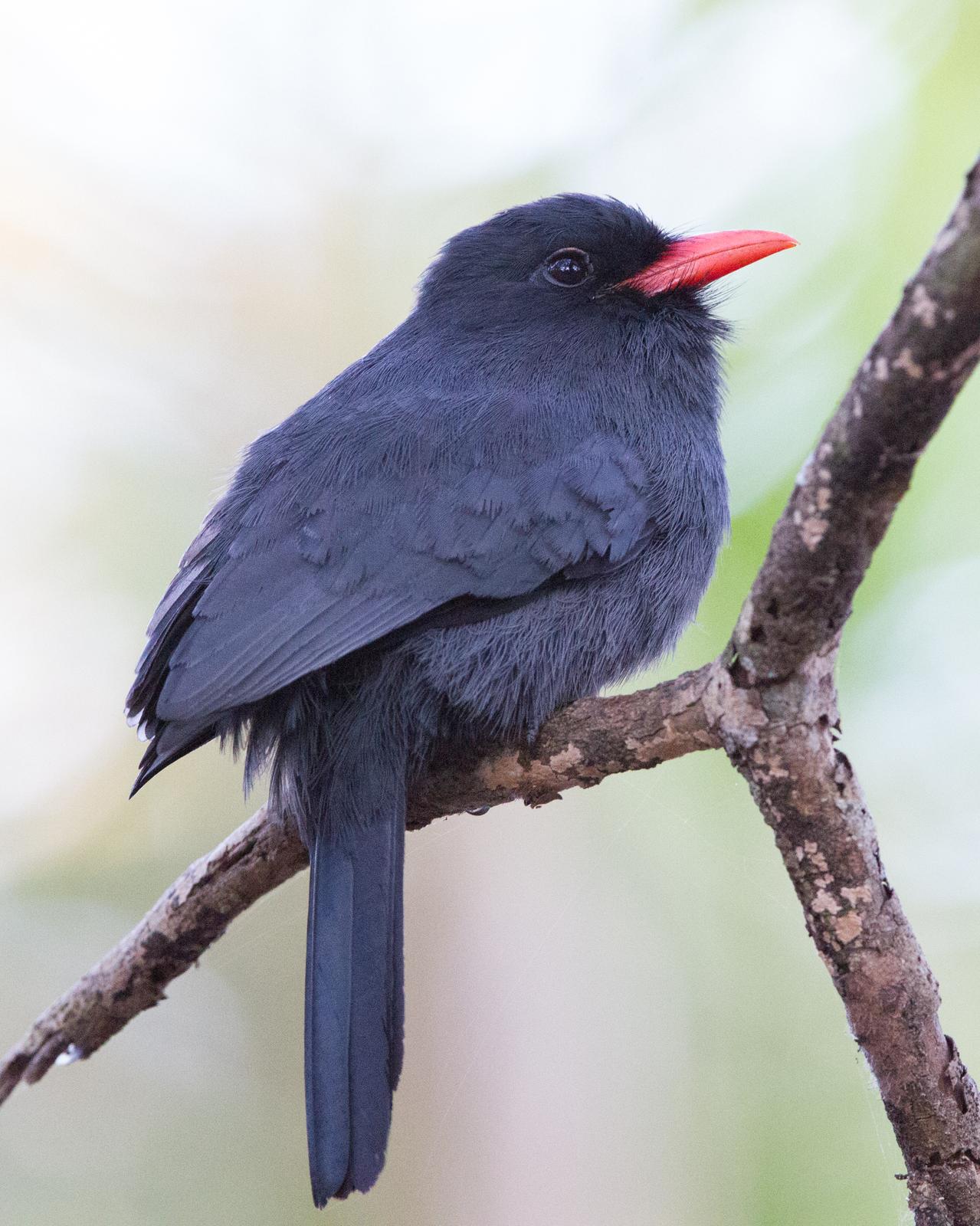 Black-fronted Nunbird Photo by Kevin Berkoff