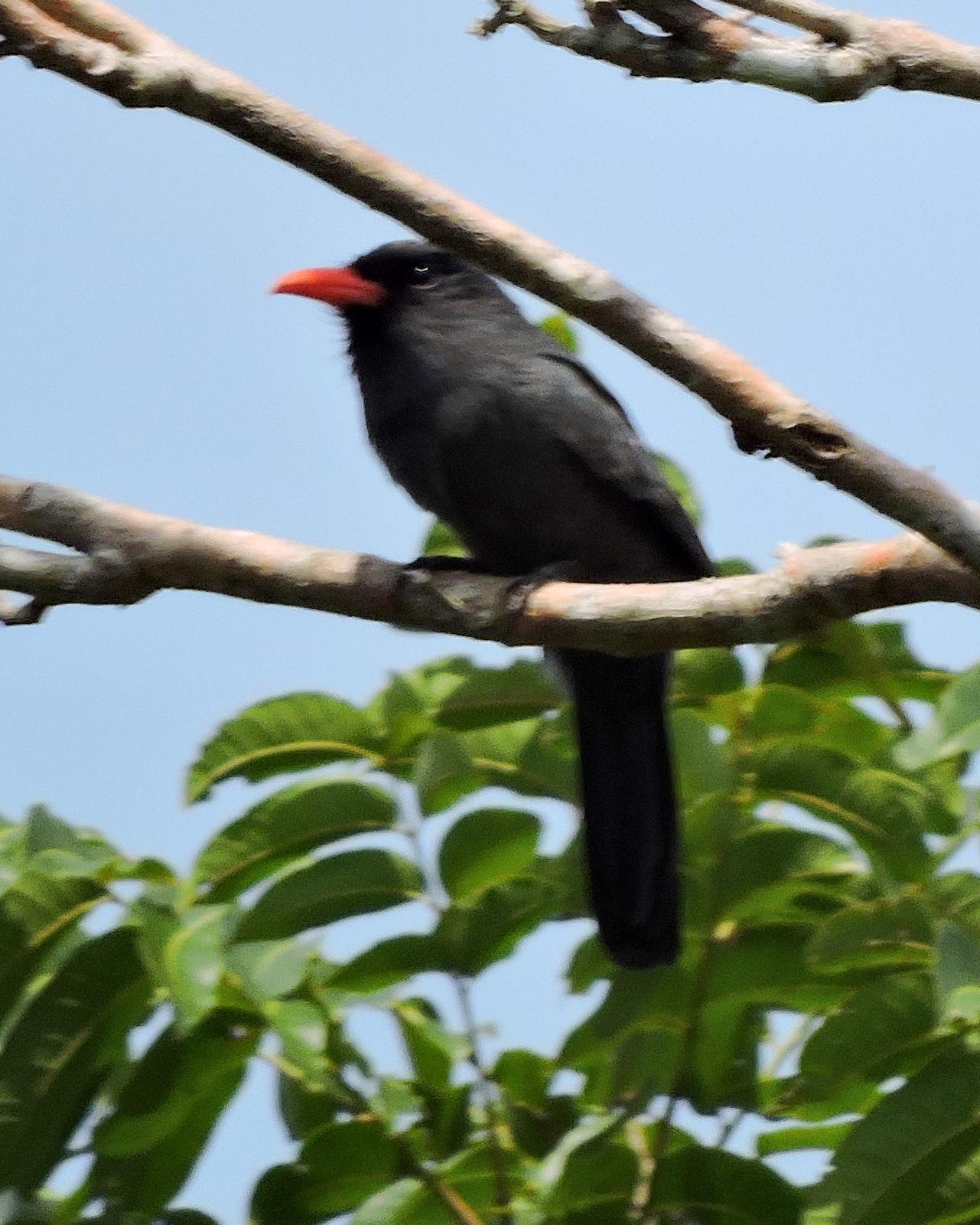 Black-fronted Nunbird Photo by Peter Lowe