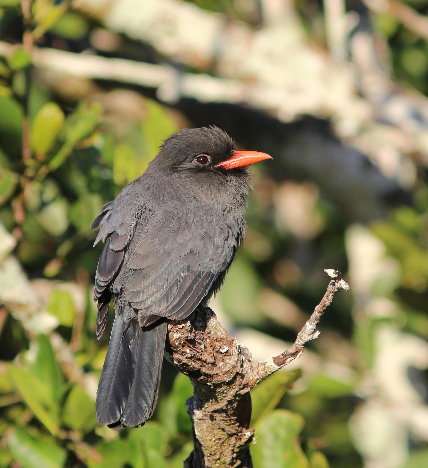 Black-fronted Nunbird Photo by Rohan van Twest