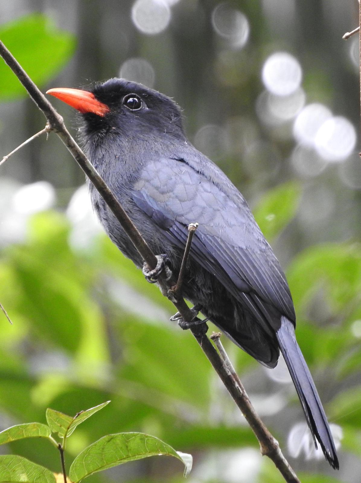 Black-fronted Nunbird Photo by Todd A. Watkins