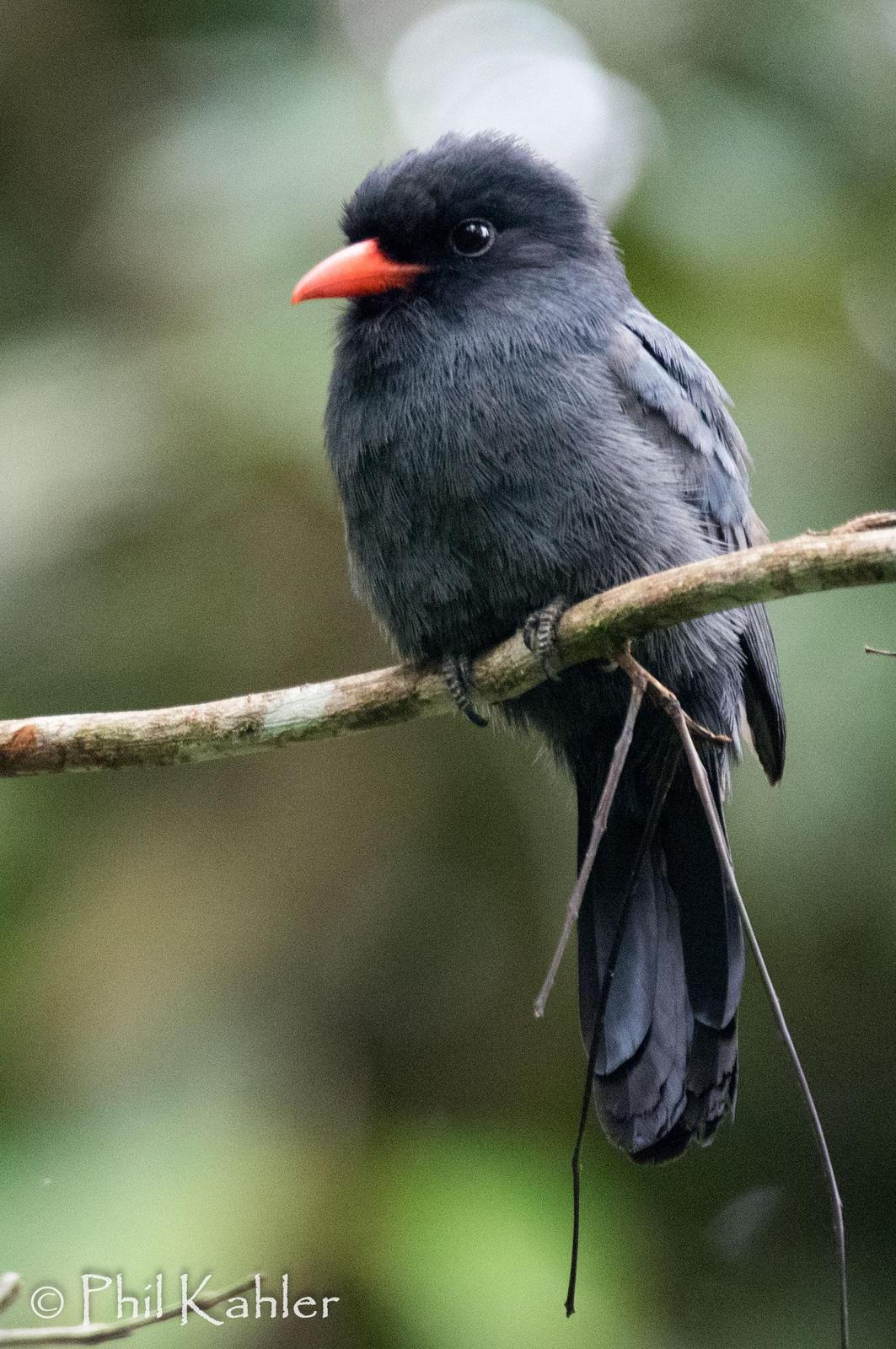 Black-fronted Nunbird Photo by Phil Kahler