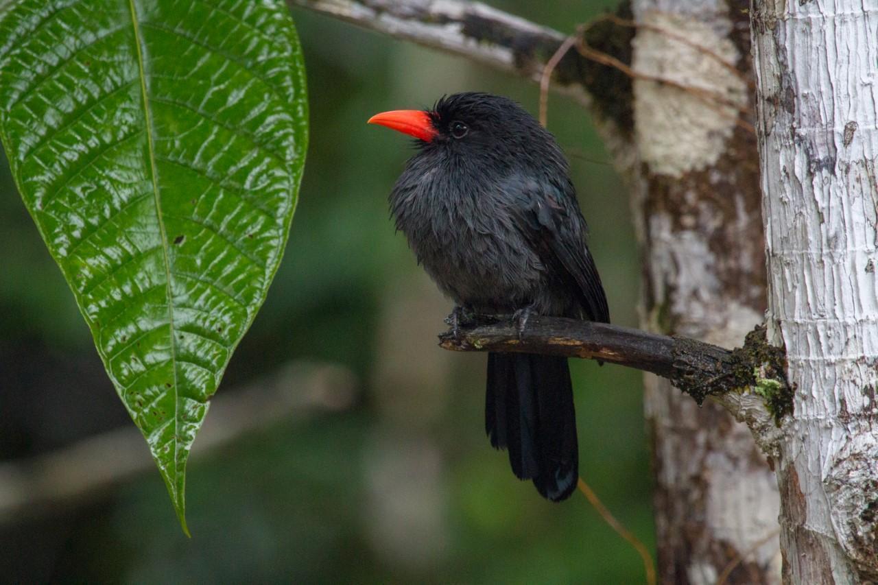 Black-fronted Nunbird Photo by Sekar Balasubramanian