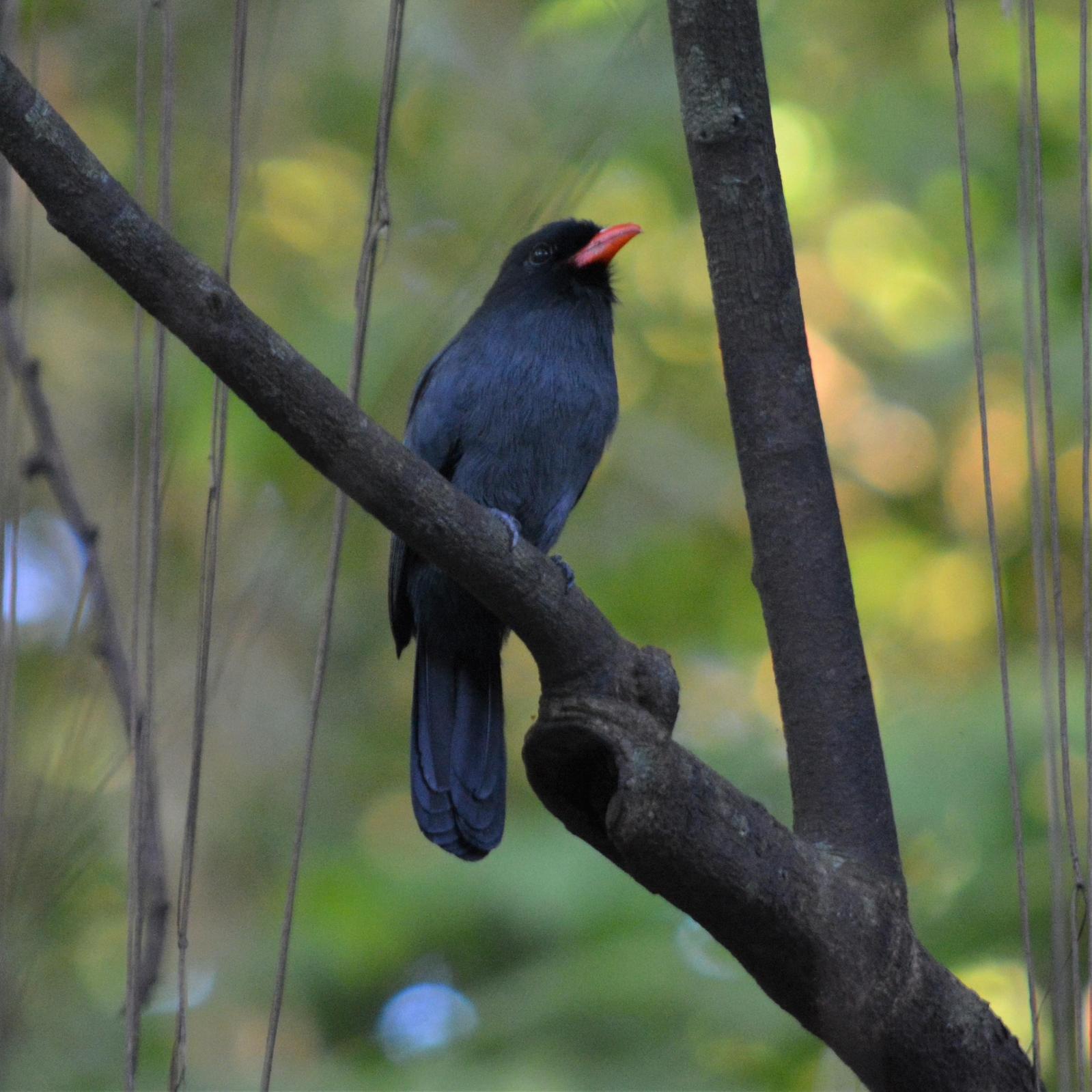 Black-fronted Nunbird Photo by Eddie Moonen