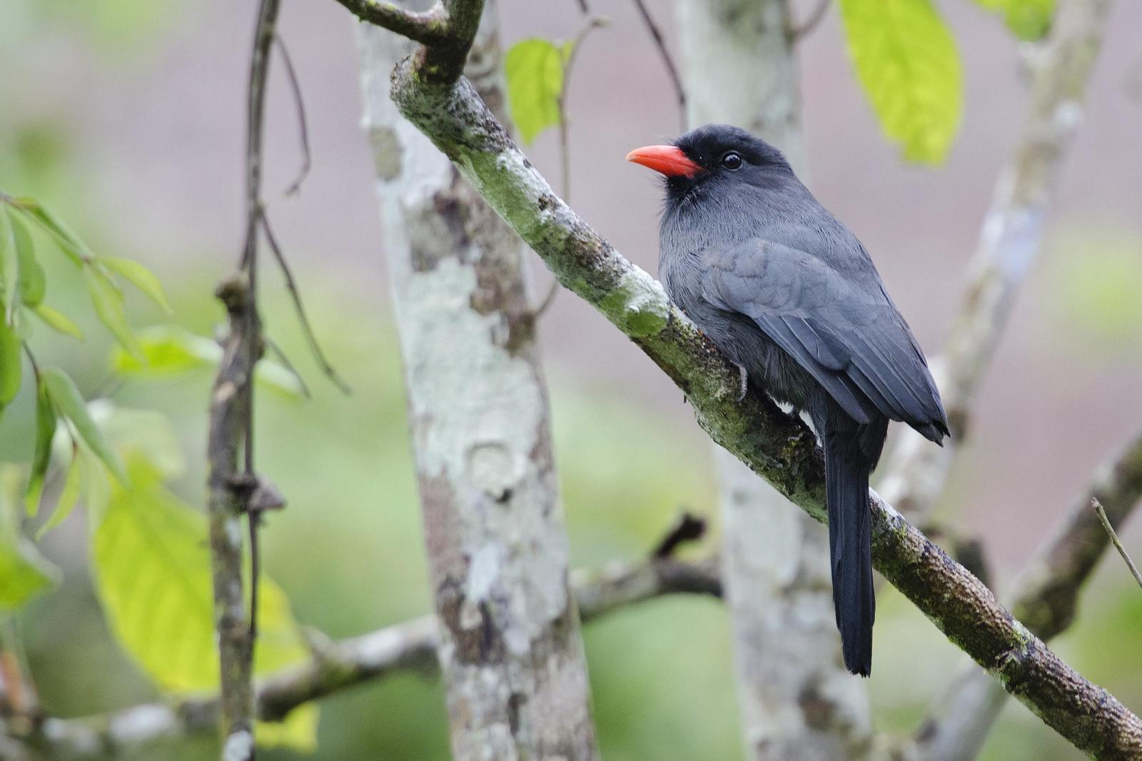 Black-fronted Nunbird Photo by Debra Herst