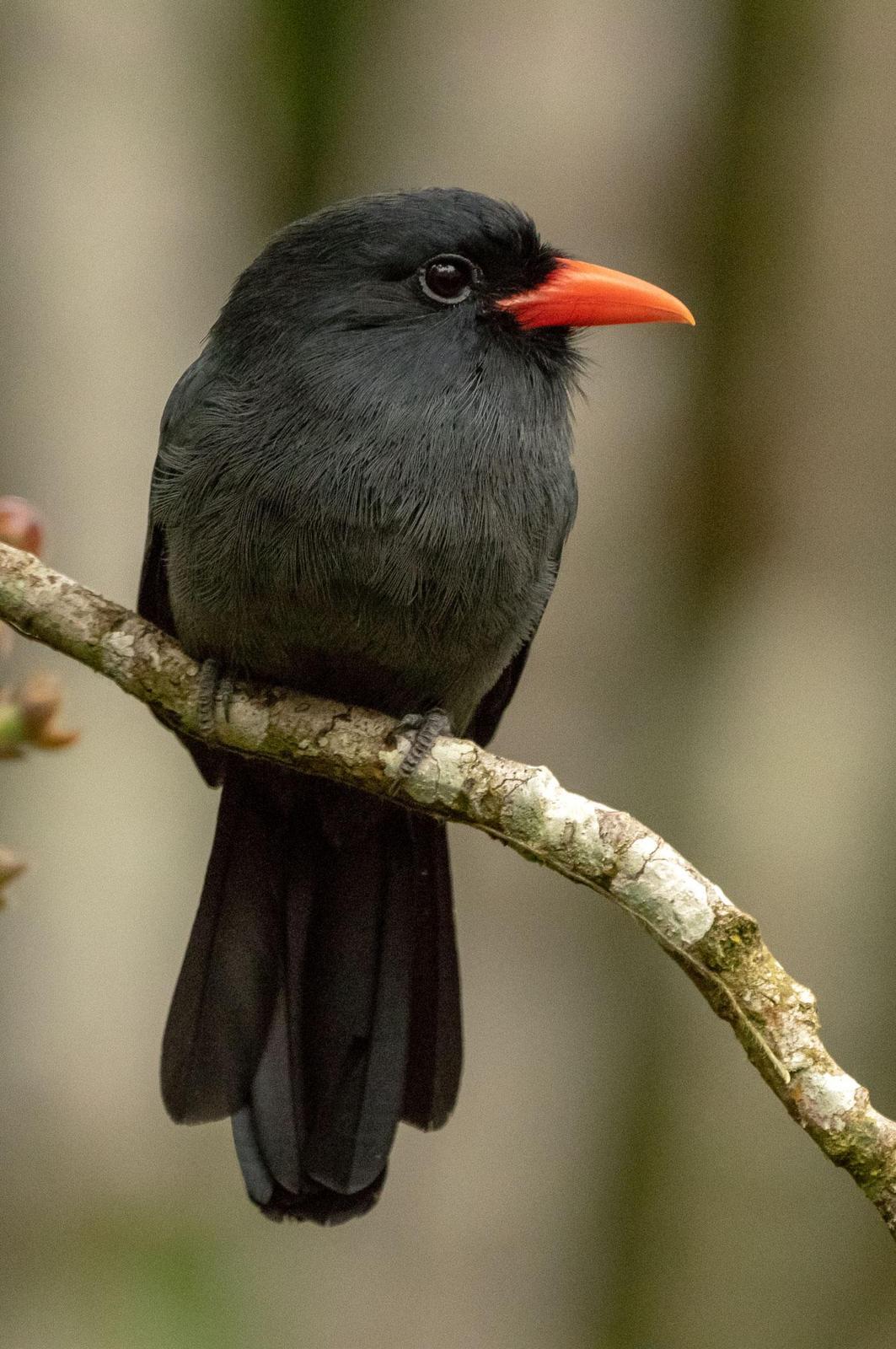 Black-fronted Nunbird Photo by Phil Kahler