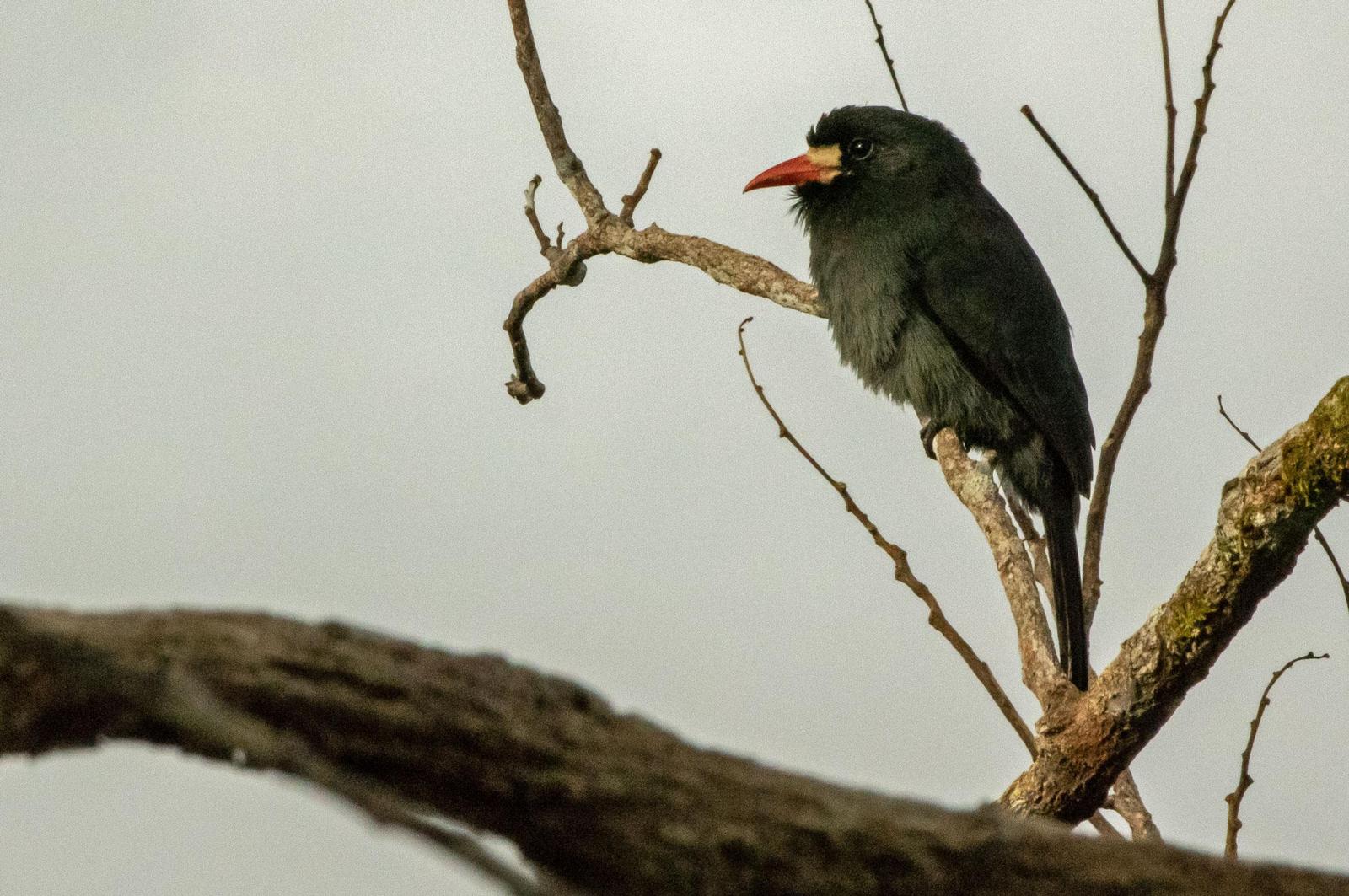 White-fronted Nunbird Photo by Phil Kahler