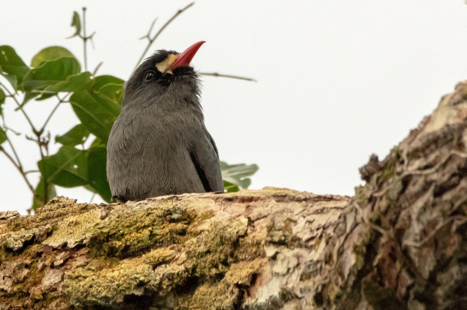White-fronted Nunbird Photo by Phil Kahler