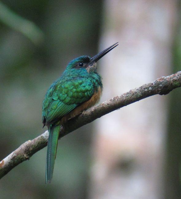 Bluish-fronted Jacamar Photo by Andre  Moncrieff