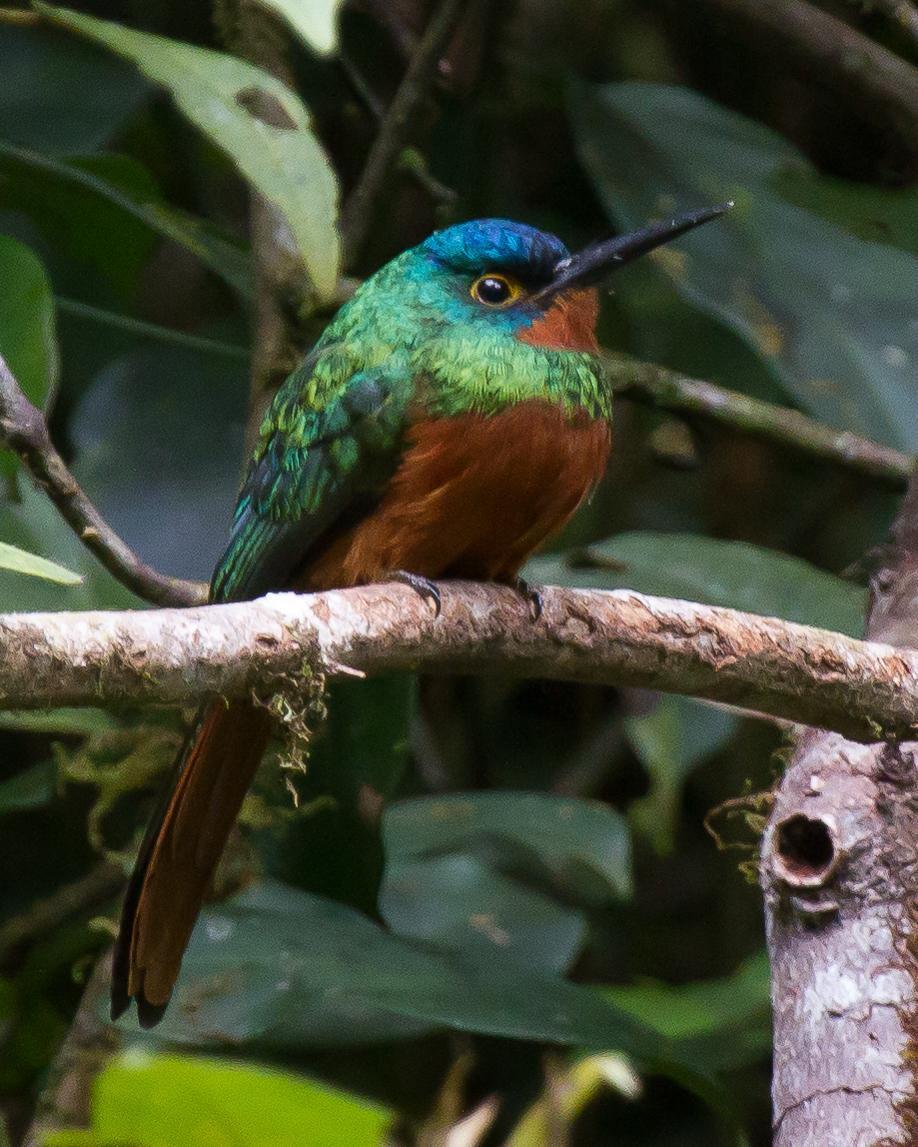 Coppery-chested Jacamar Photo by Robert Lewis