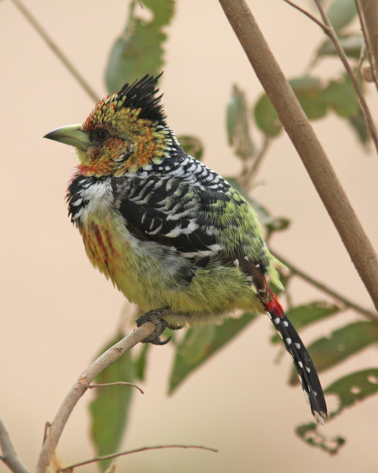 Crested Barbet Photo by Henk Baptist