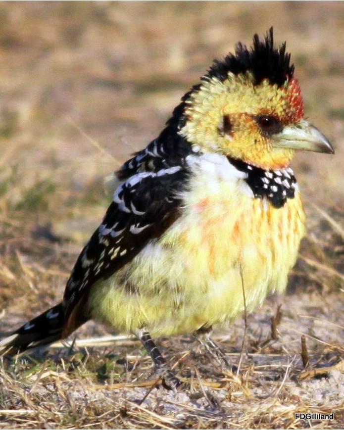 Crested Barbet Photo by Frank Gilliland