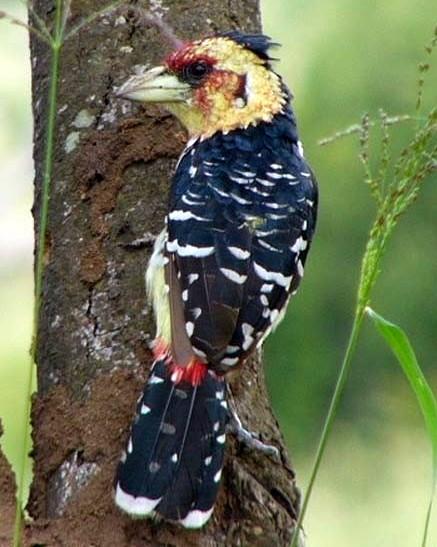 Crested Barbet Photo by Richard  Lowe