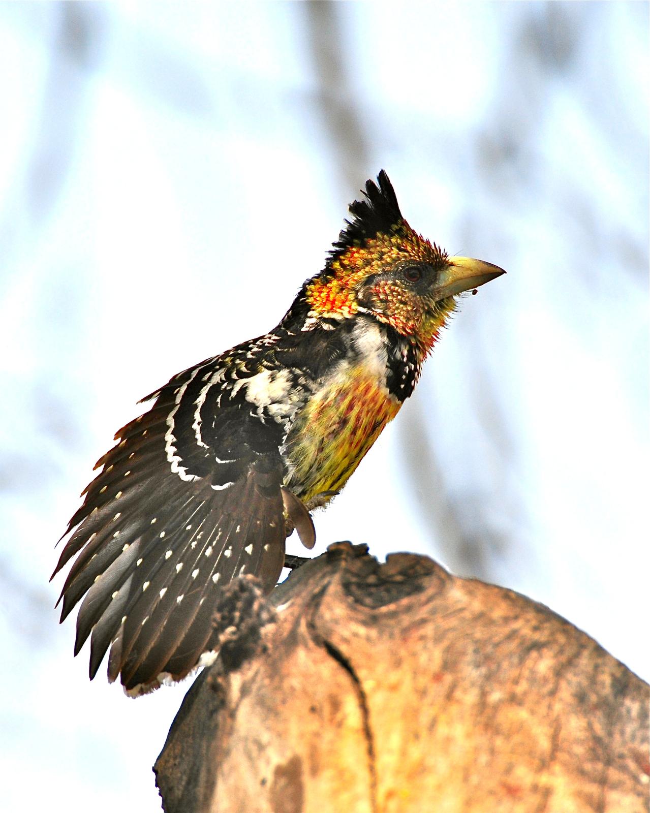 Crested Barbet Photo by Gerald Friesen