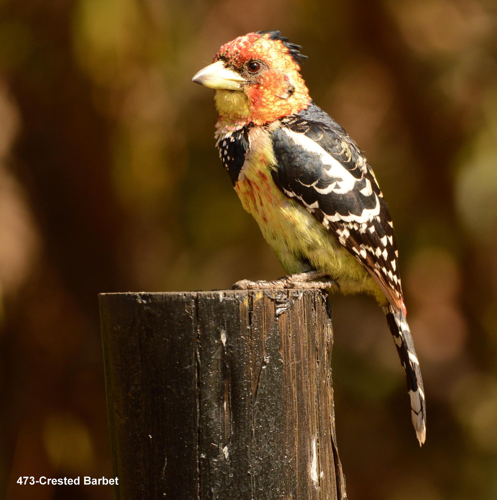 Crested Barbet Photo by Richard  Lowe