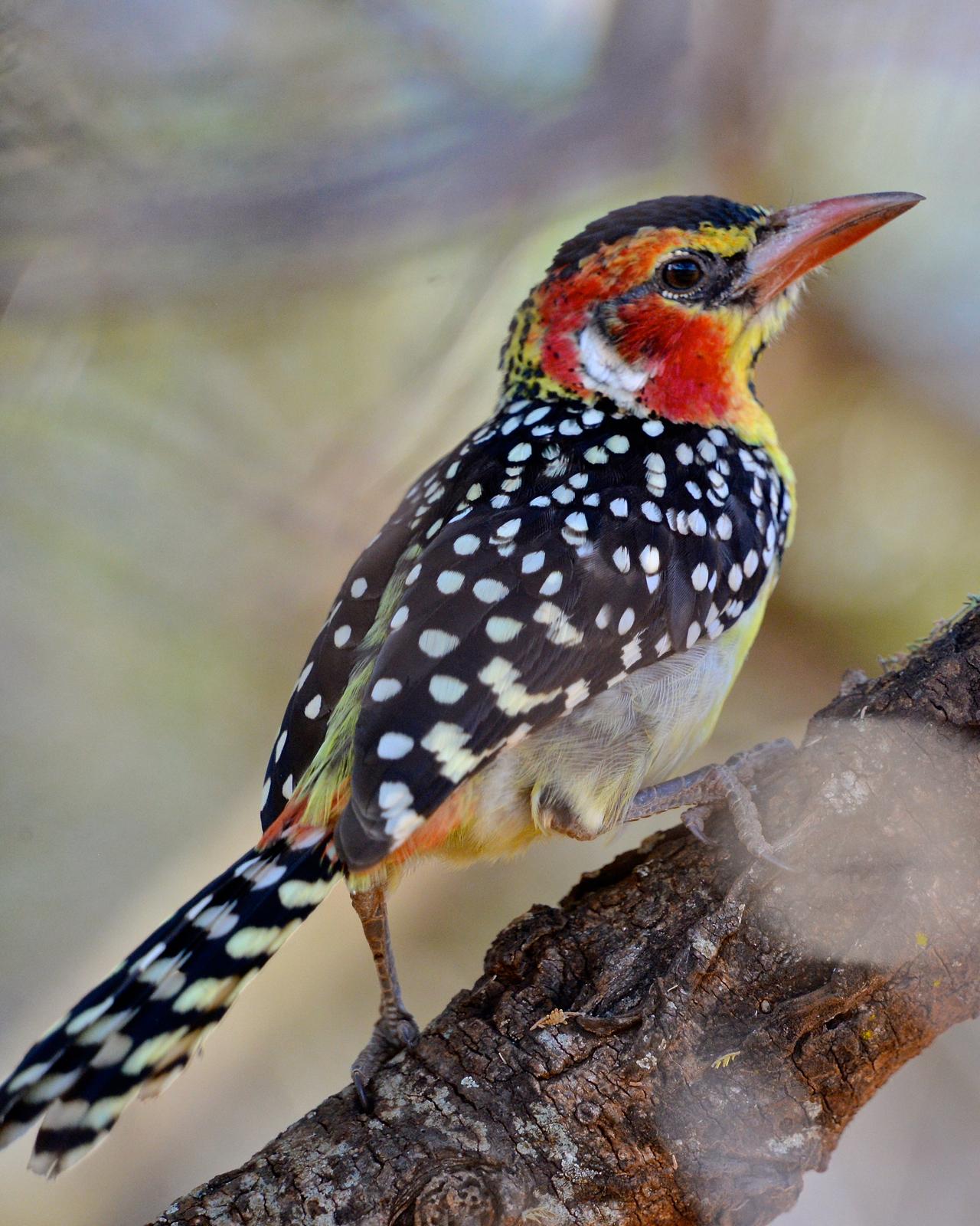 Red-and-yellow Barbet Photo by Gerald Friesen