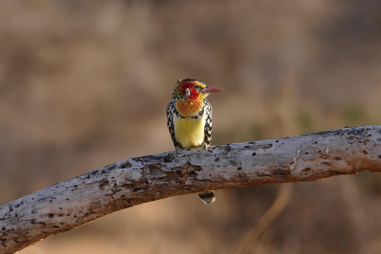 Red-and-yellow Barbet Photo by Randy Siebert