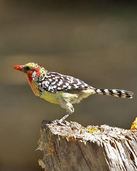Red-and-yellow Barbet Photo by Jack Jeffrey
