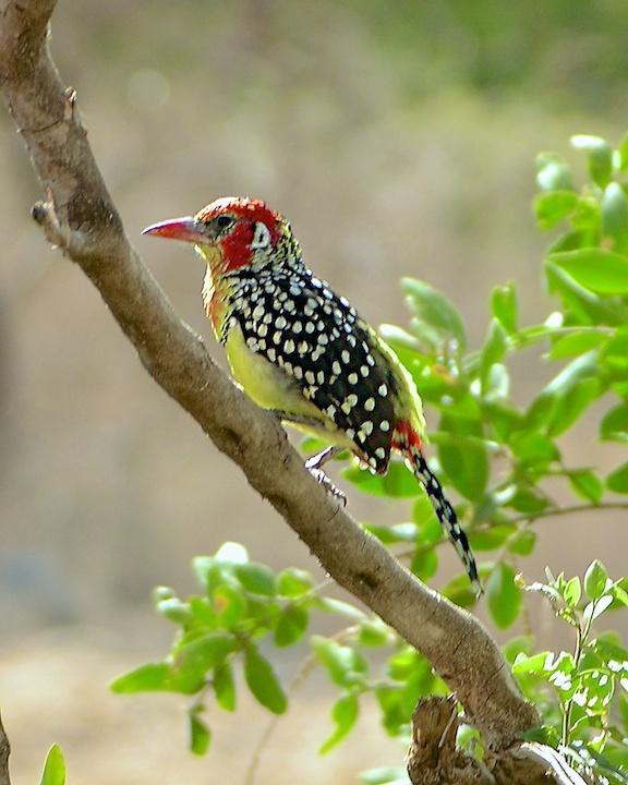 Red-and-yellow Barbet Photo by Denis Rivard