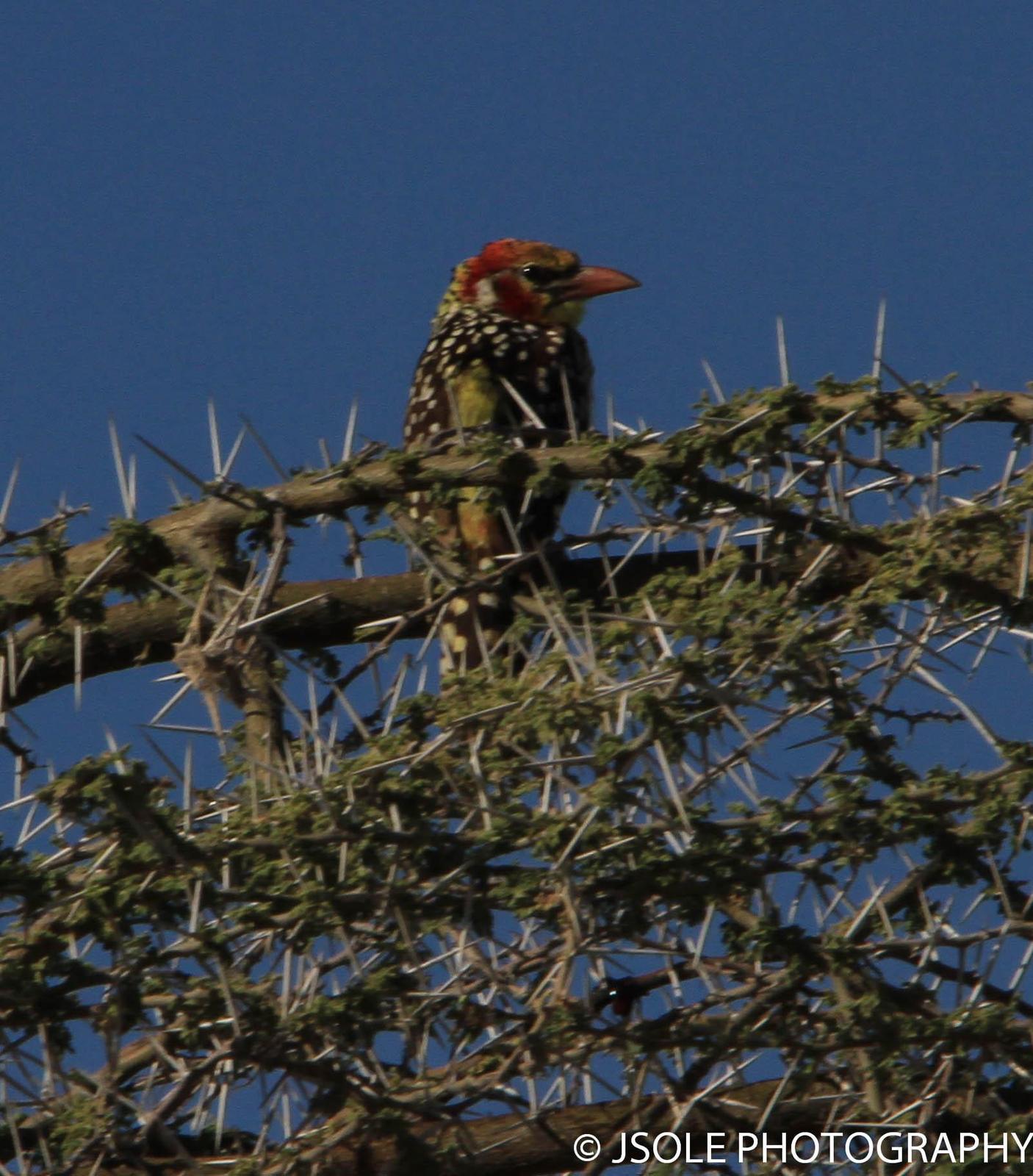 Red-and-yellow Barbet Photo by Jeffery Sole