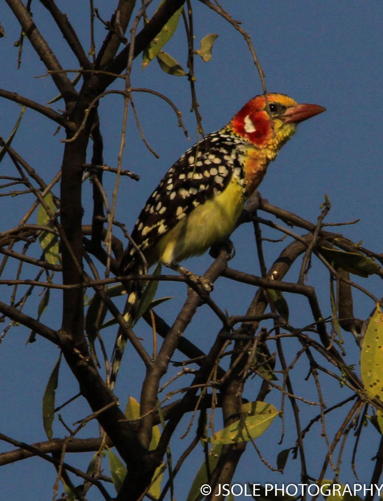 Red-and-yellow Barbet Photo by Jeffery Sole