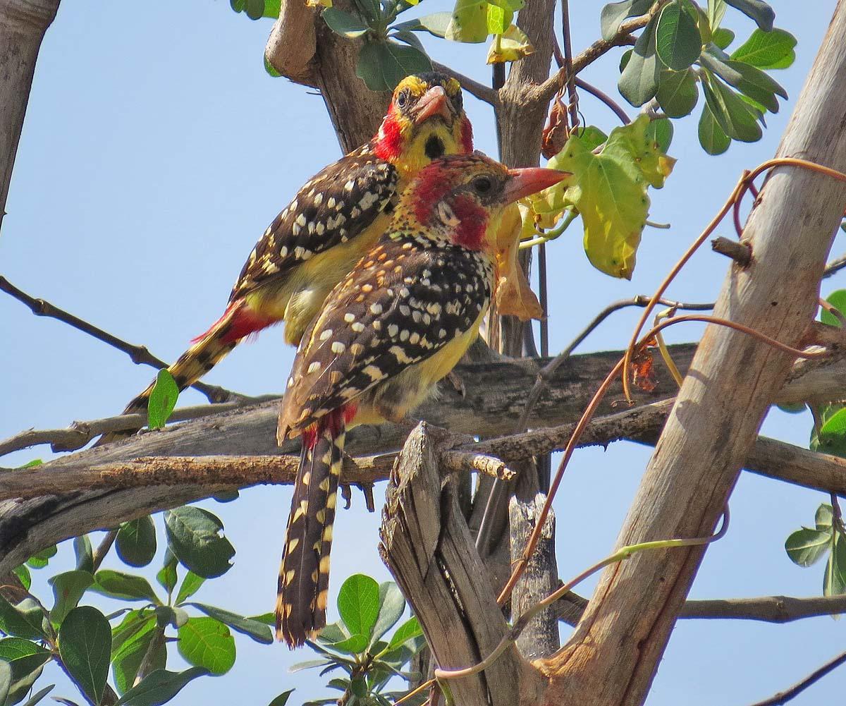 Red-and-yellow Barbet Photo by Peter Boesman