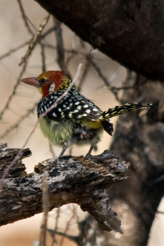 Red-and-yellow Barbet Photo by Carol Foil