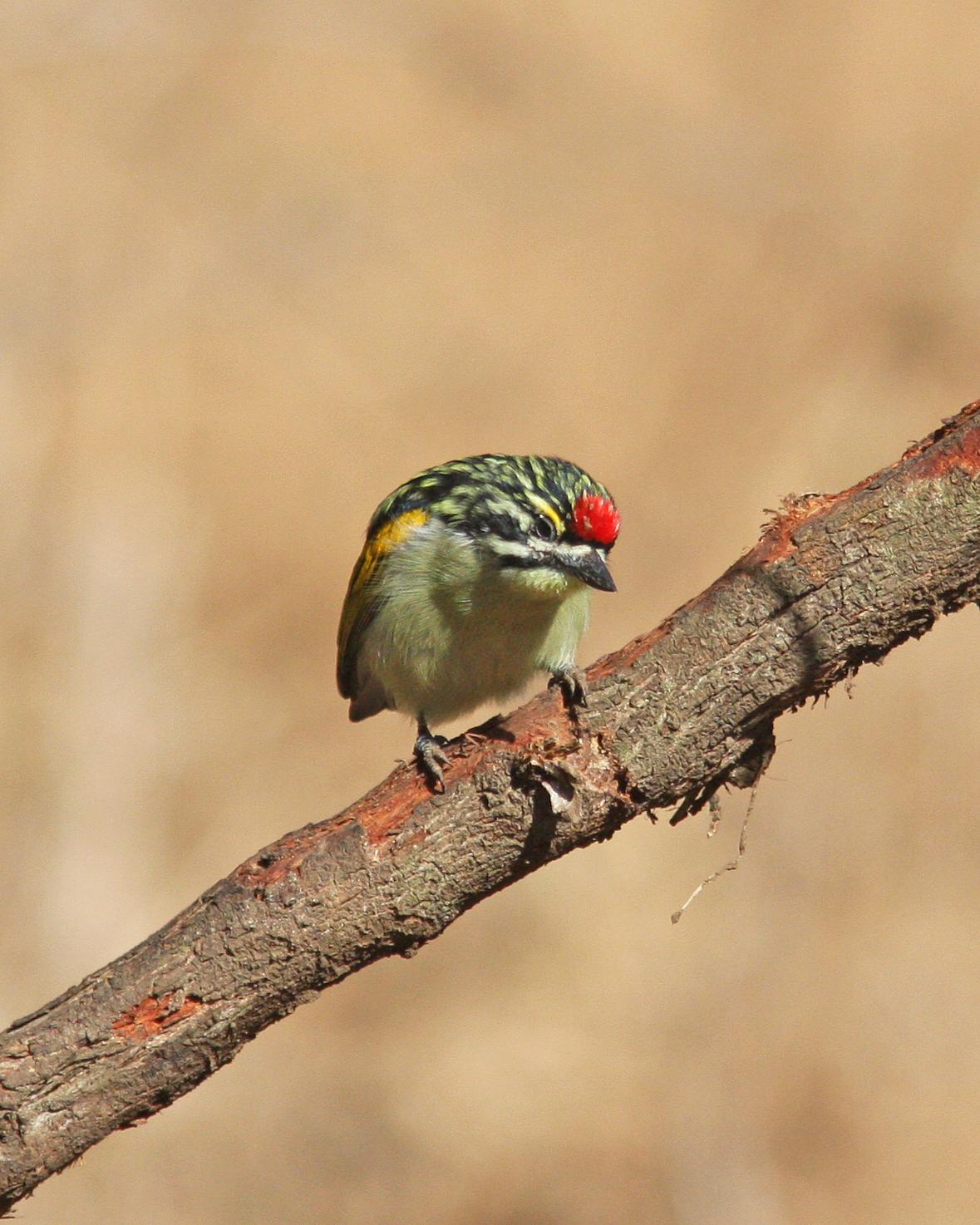 Red-fronted Tinkerbird Photo by Henk Baptist