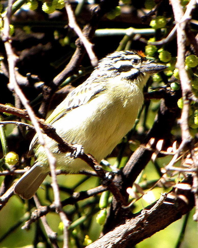 Yellow-fronted Tinkerbird Photo by Richard  Lowe