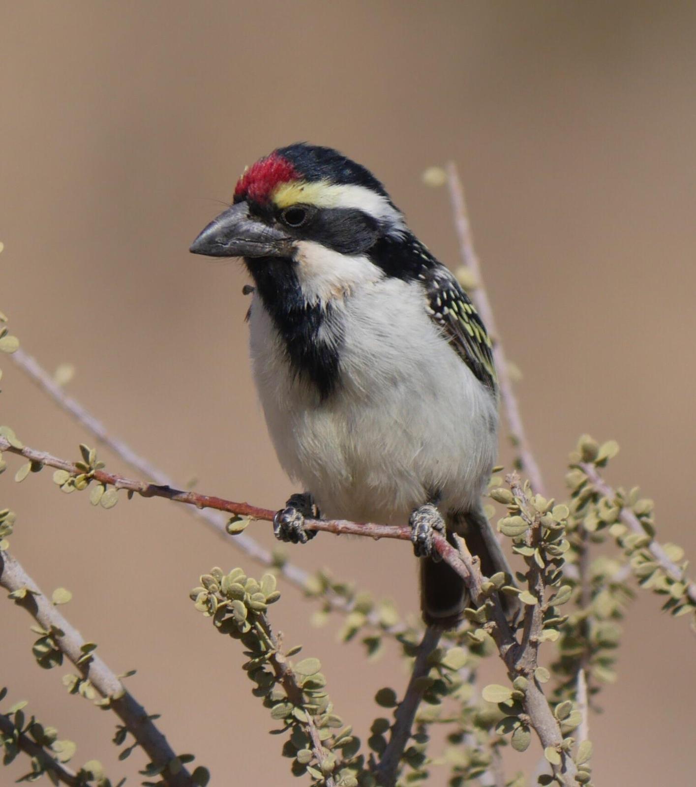 Pied Barbet Photo by Peter Lowe
