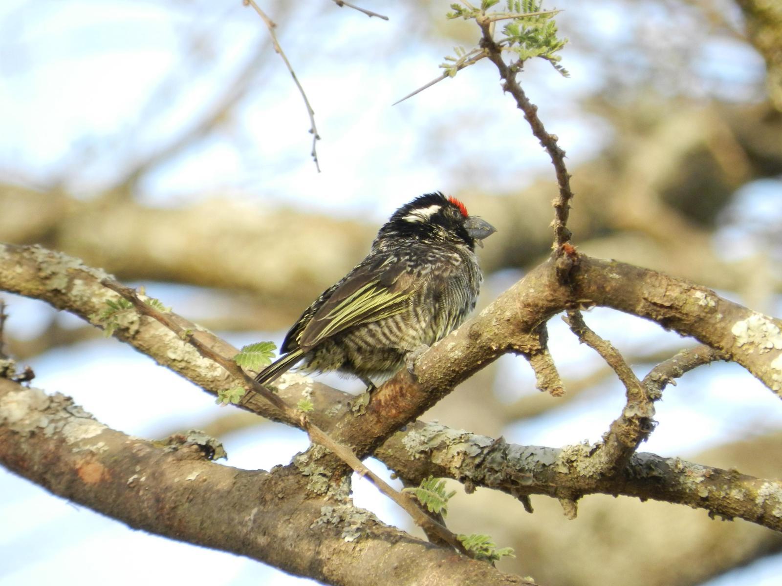 Banded Barbet Photo by Richard Jeffers