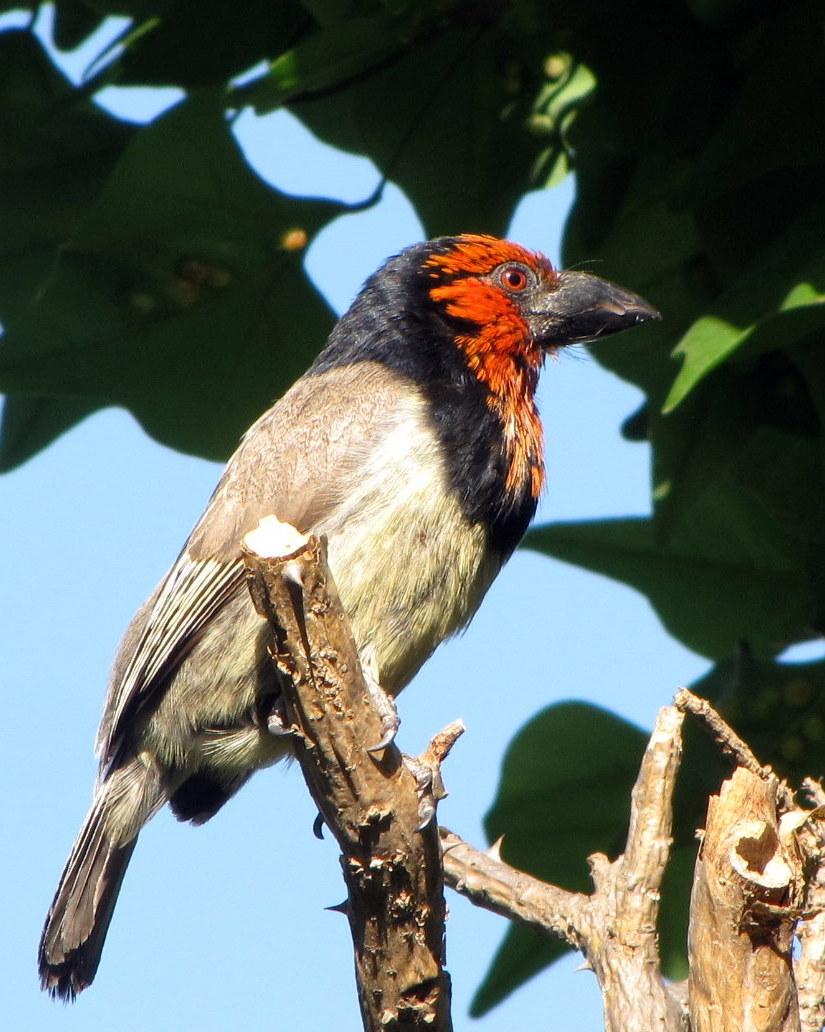 Black-collared Barbet Photo by Richard  Lowe
