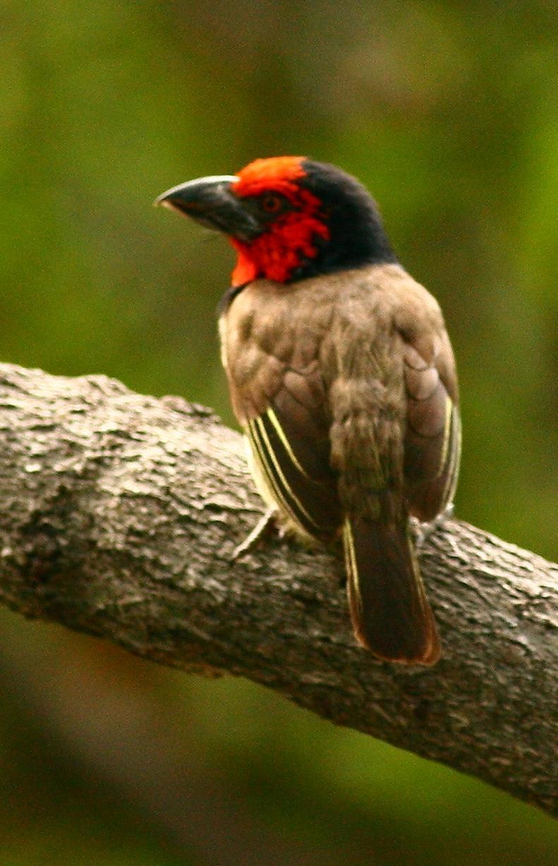 Black-collared Barbet Photo by Lee Harding