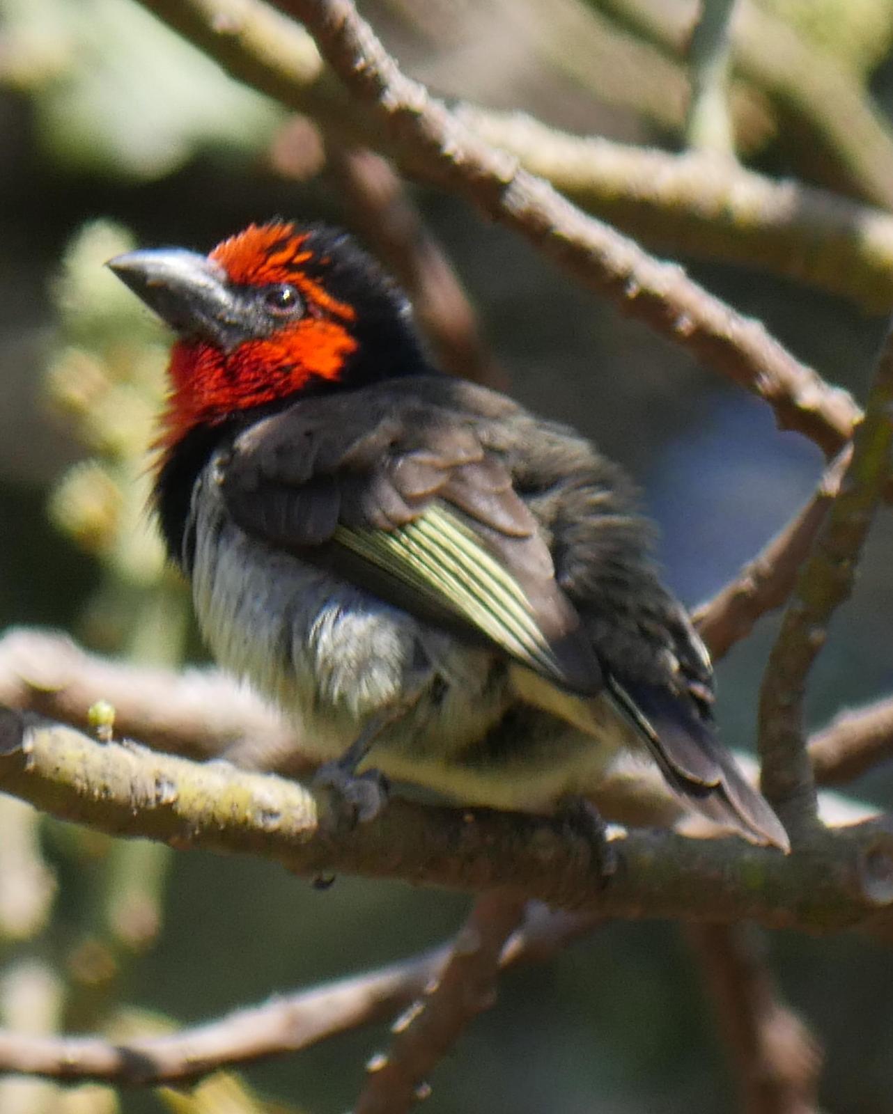 Black-collared Barbet Photo by Peter Lowe