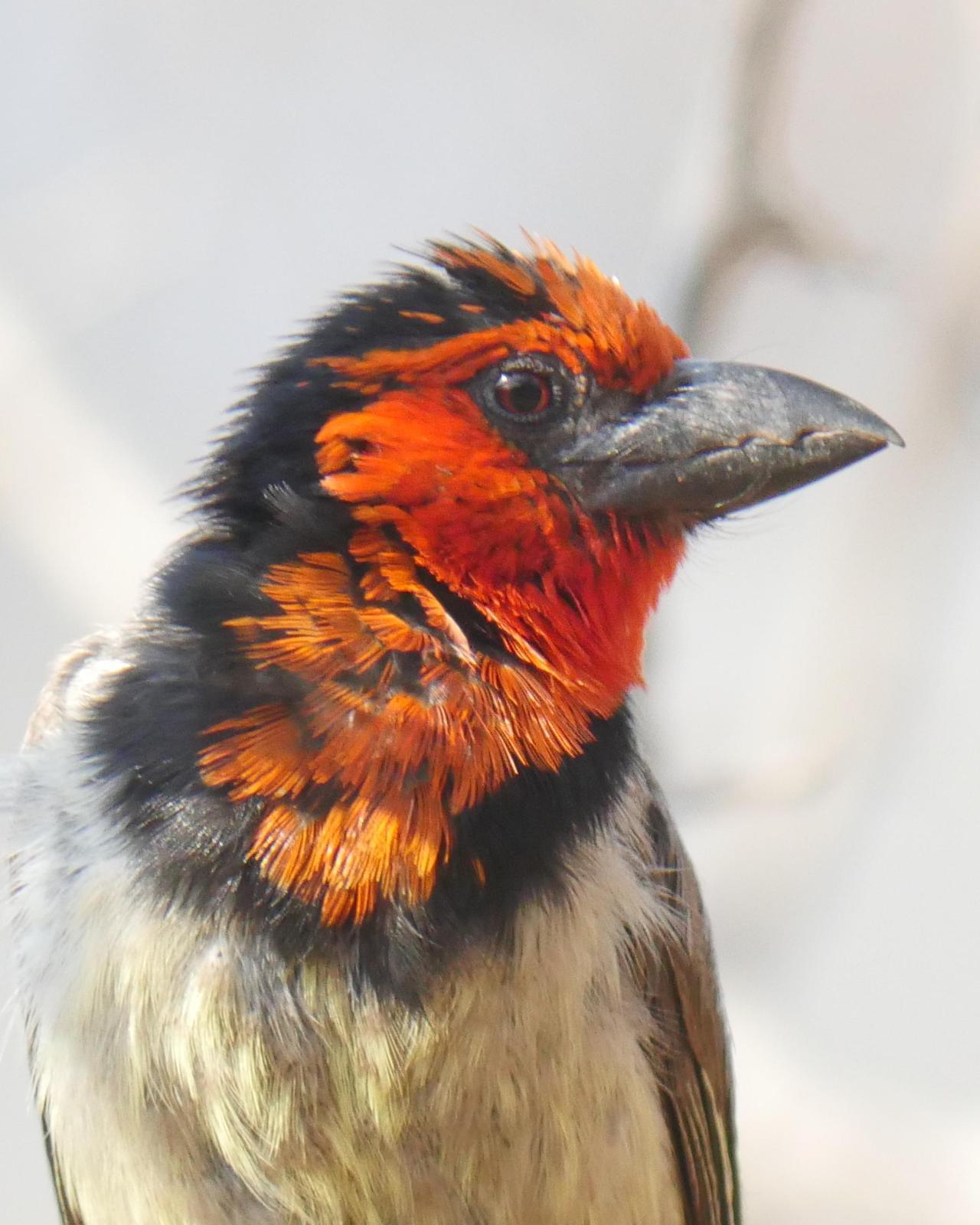Black-collared Barbet Photo by Peter Lowe