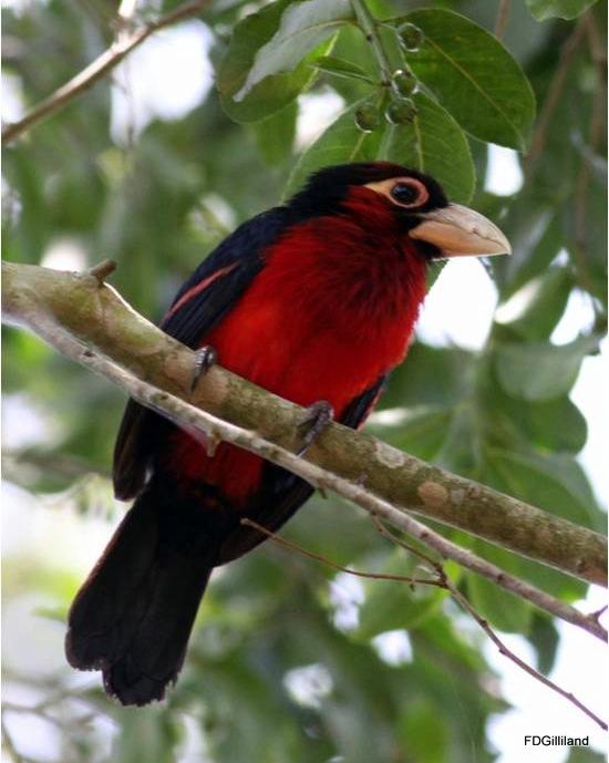 Double-toothed Barbet Photo by Frank Gilliland
