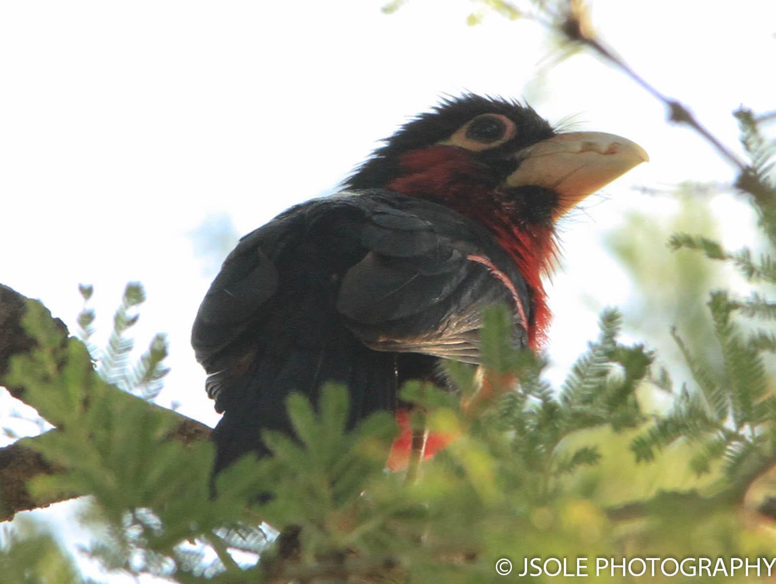 Double-toothed Barbet Photo by Jeffery Sole