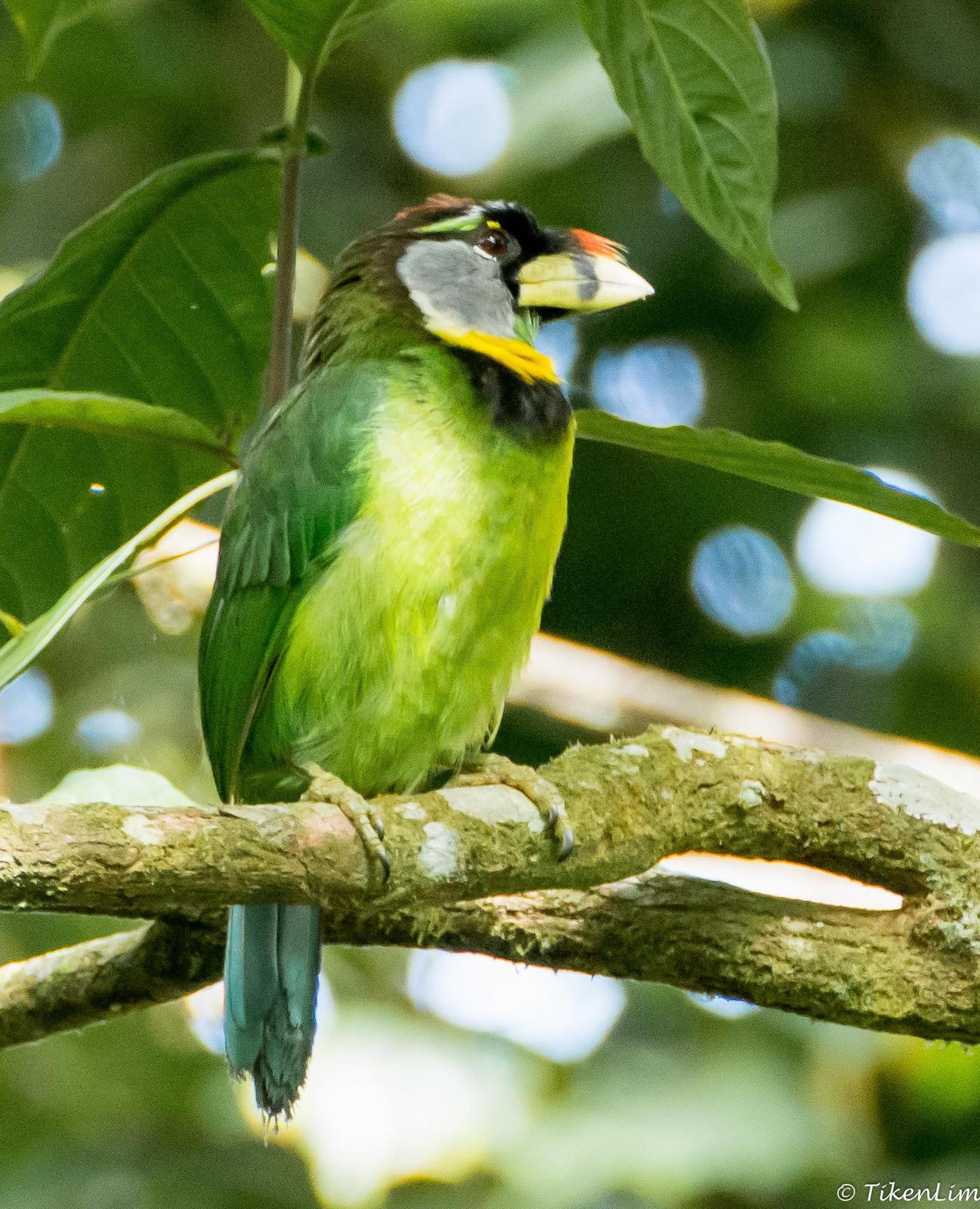 Fire-tufted Barbet Photo by David  Lim