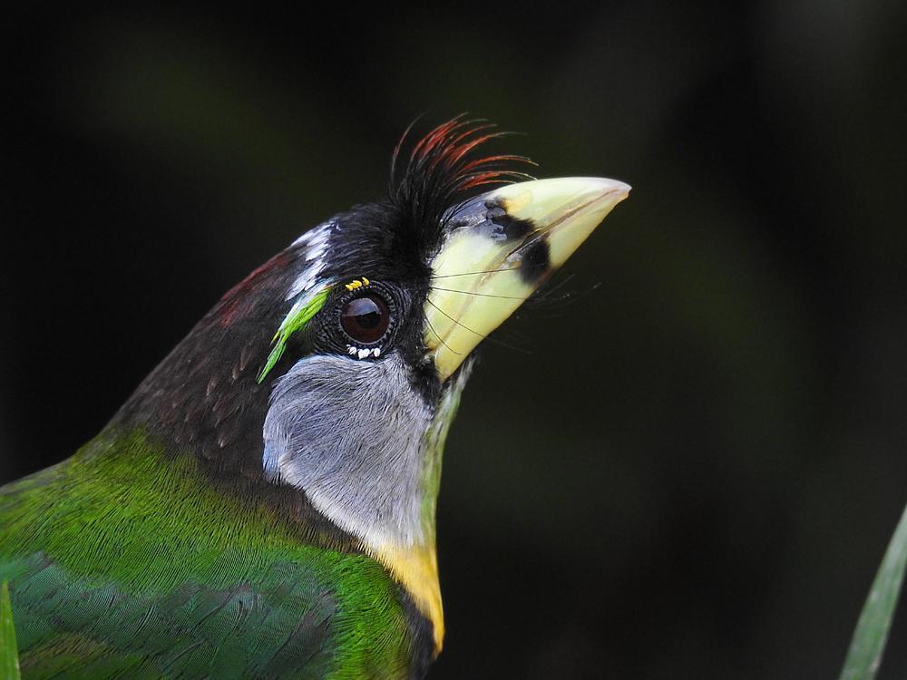 Fire-tufted Barbet Photo by Roger Harris