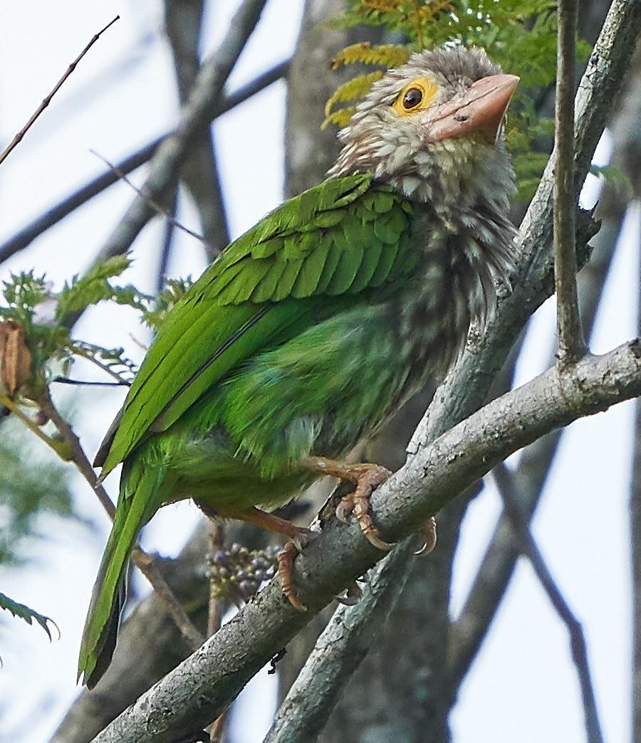 Lineated Barbet Photo by Steven Cheong