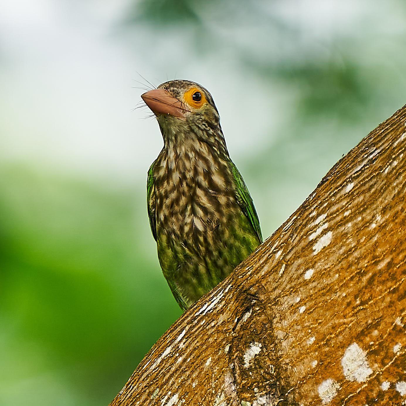 Lineated Barbet Photo by Steven Cheong