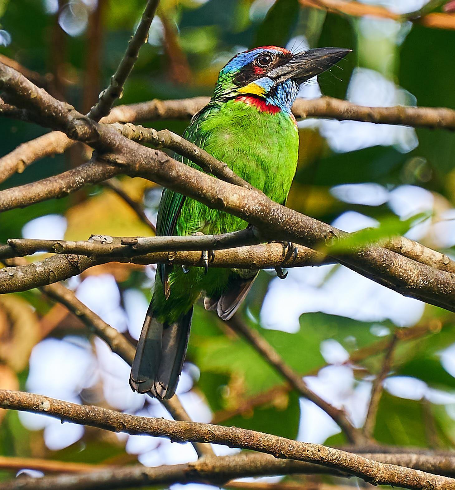 Red-crowned Barbet Photo by Steven Cheong
