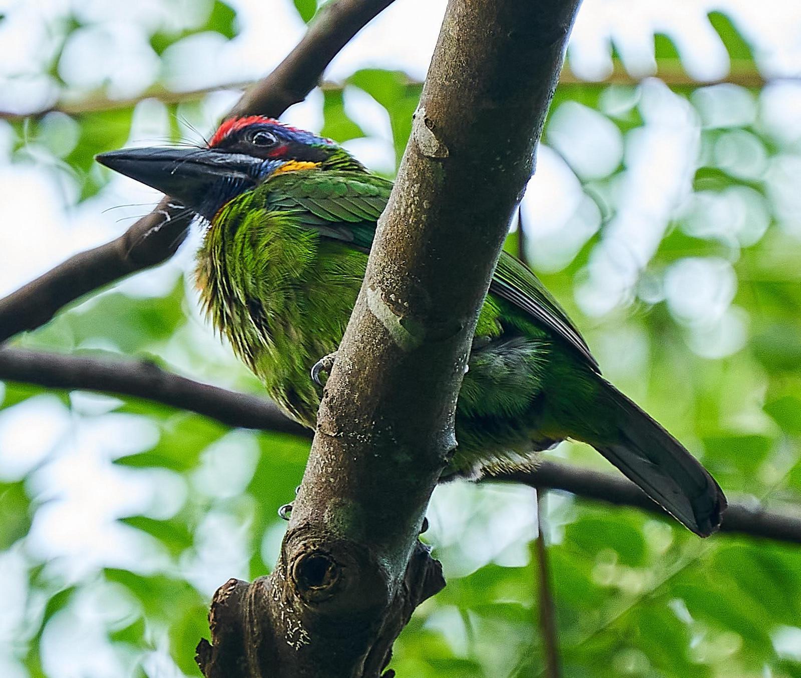 Red-crowned Barbet Photo by Steven Cheong