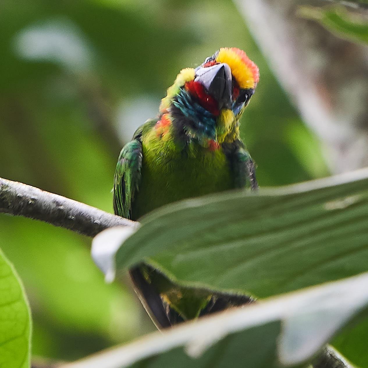 Blue-eared Barbet Photo by Steven Cheong