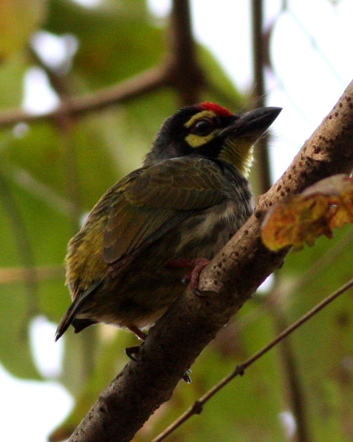 Coppersmith Barbet Photo by Nate Swick